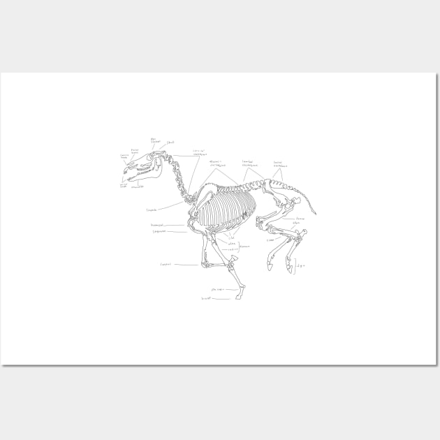 Skeleton horse anatomical sketch Wall Art by RavenRarities